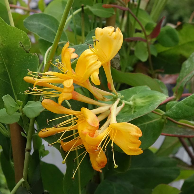 Chèvrefeuille de Tellman - Lonicera tellmaniana (Flowering)