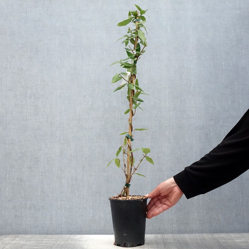 Spécimen de Chèvrefeuille des bois Caprilia Ever Pot de 2L/3L tel que livré au printemps