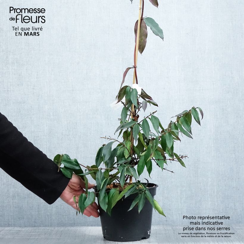 Spécimen de Chèvrefeuille hybride - Lonicera Marinella Pot de 4L/5L tel que livré au printemps