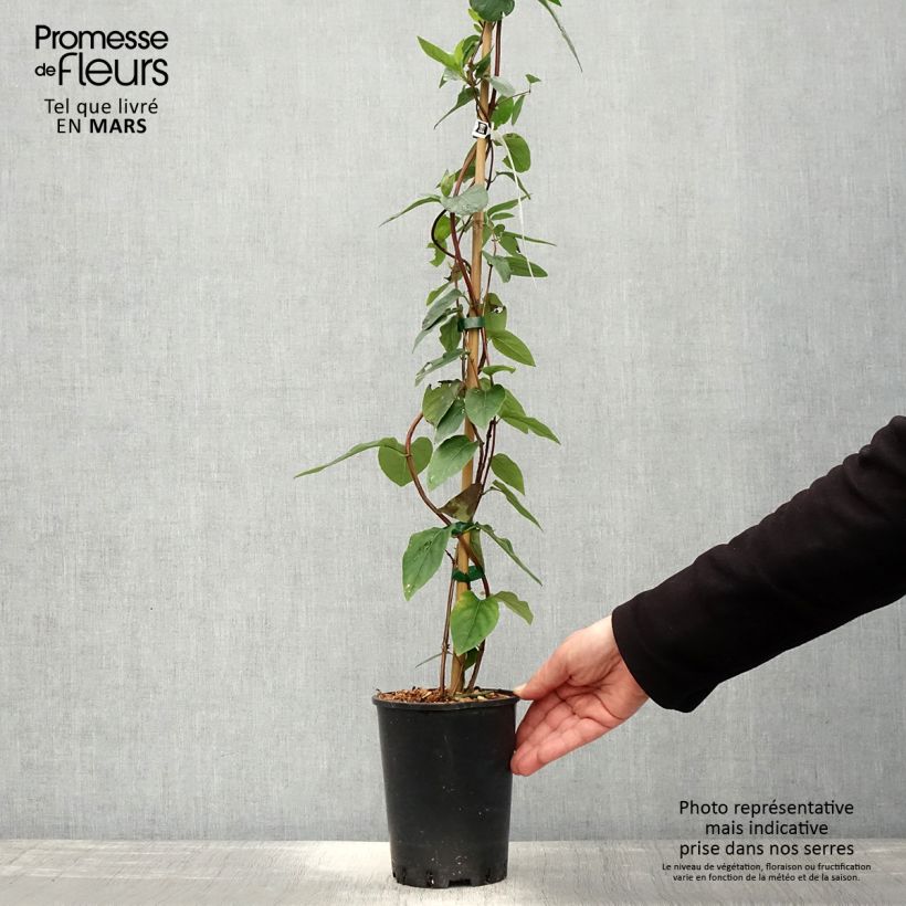 Spécimen de Chèvrefeuille - Lonicera similis var. delavayi Pot de 2L/3L tel que livré au printemps