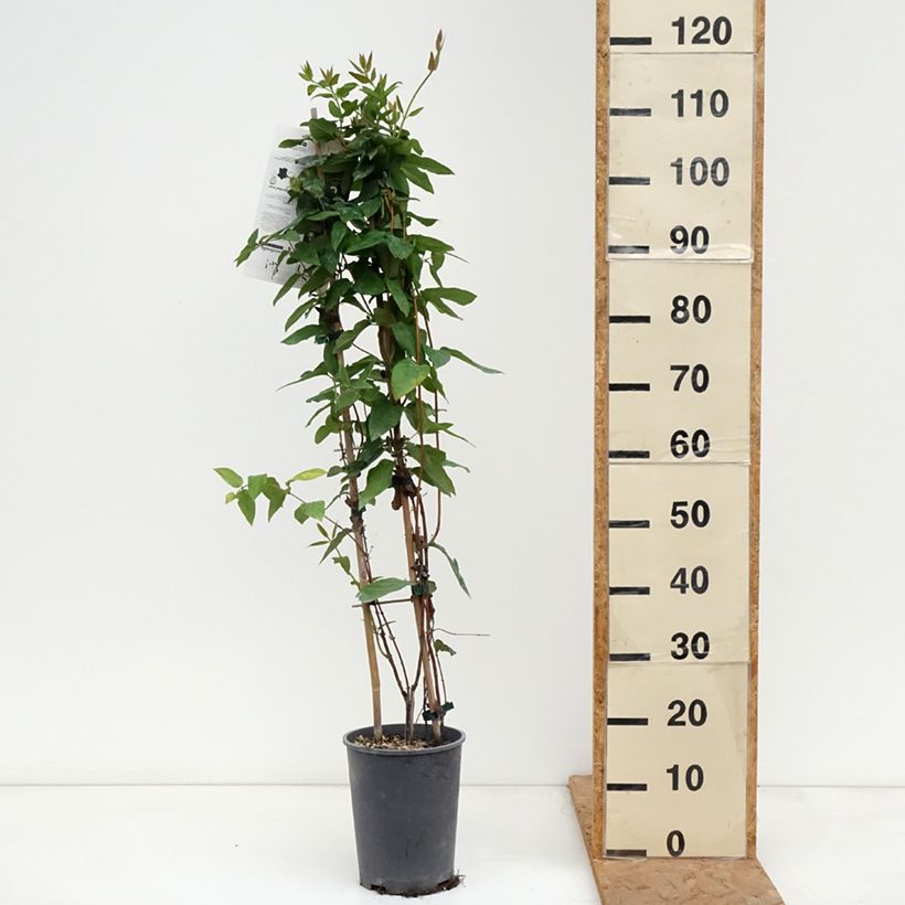 Spécimen de Chèvrefeuille - Lonicera similis var. delavayi Pot de 4L/5L, Palissé tel que livré en automne