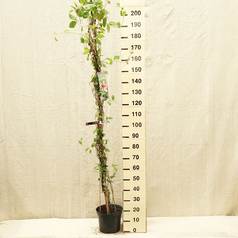 Example of Chèvrefeuille - Lonicera x heckrottii Pot de 3L/4L as you get in printemps