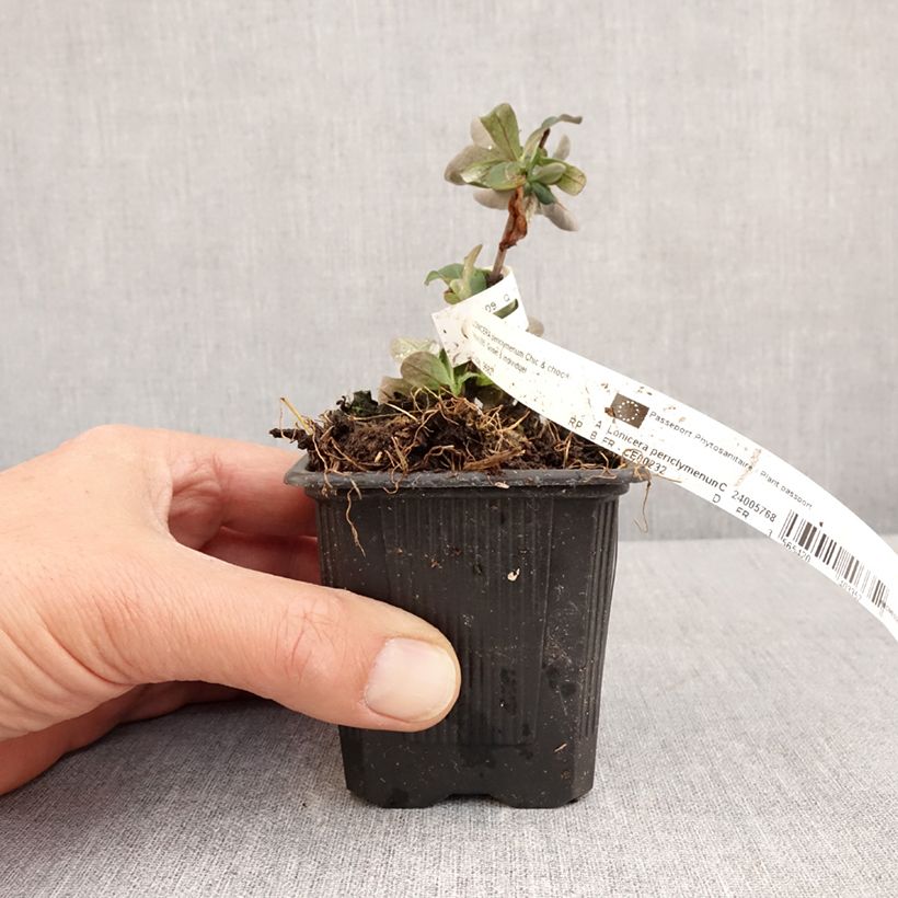 Spécimen de Chèvrefeuille nain - Lonicera periclymenum Chic et Choc Godet de 8/9 cm tel que livré au printemps