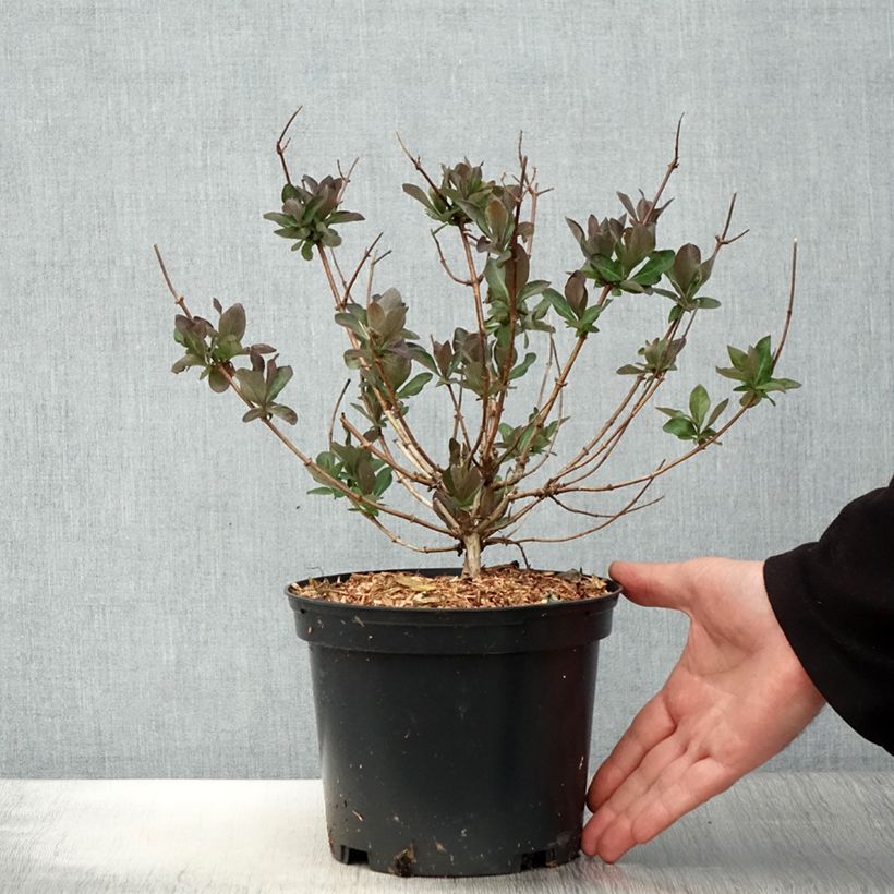 Spécimen de Chèvrefeuille nain - Lonicera periclymenum Chic et Choc Pot de 2L/3L tel que livré au printemps