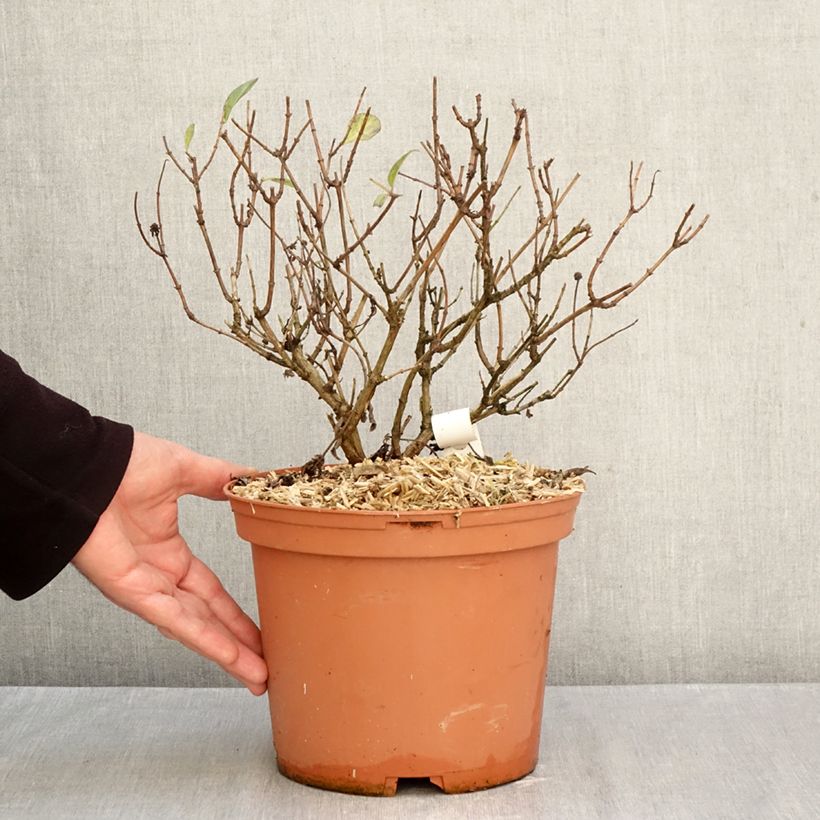 Spécimen de Chèvrefeuille nain - Lonicera periclymenum Chic et Choc Pot de 2L/3L tel que livré en automne