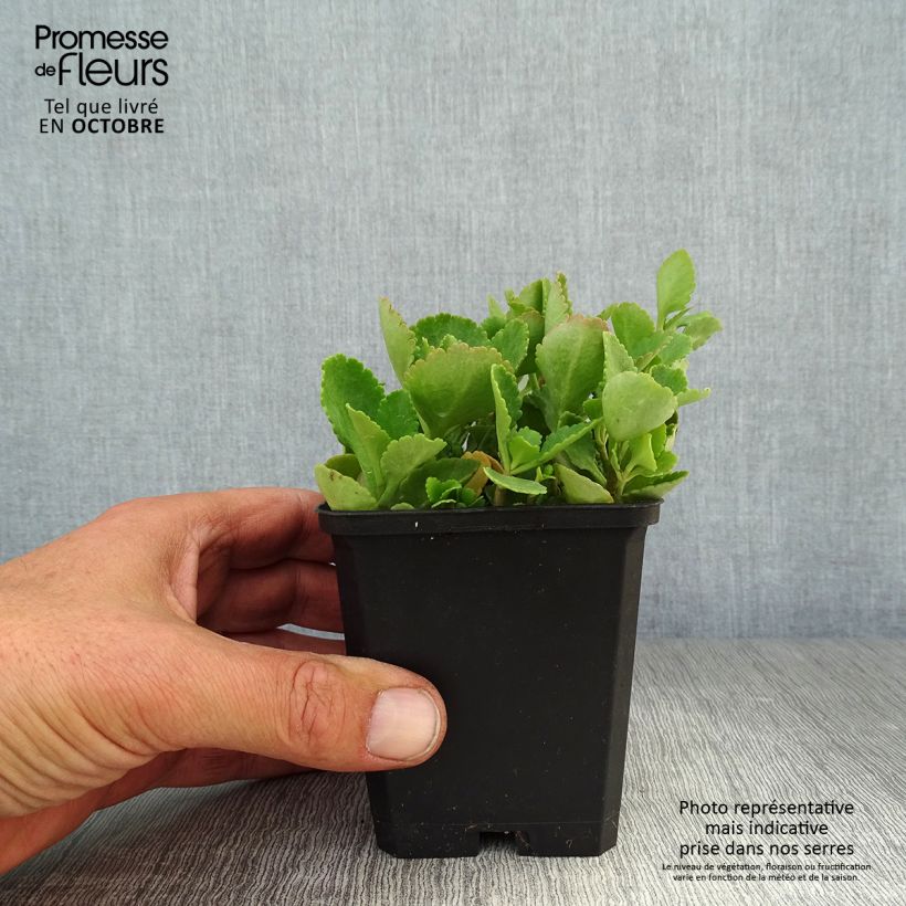 Spécimen de Chiastophyllum oppositifolium - Goutte d'Or Godet de 8/9 cm tel que livré en automne