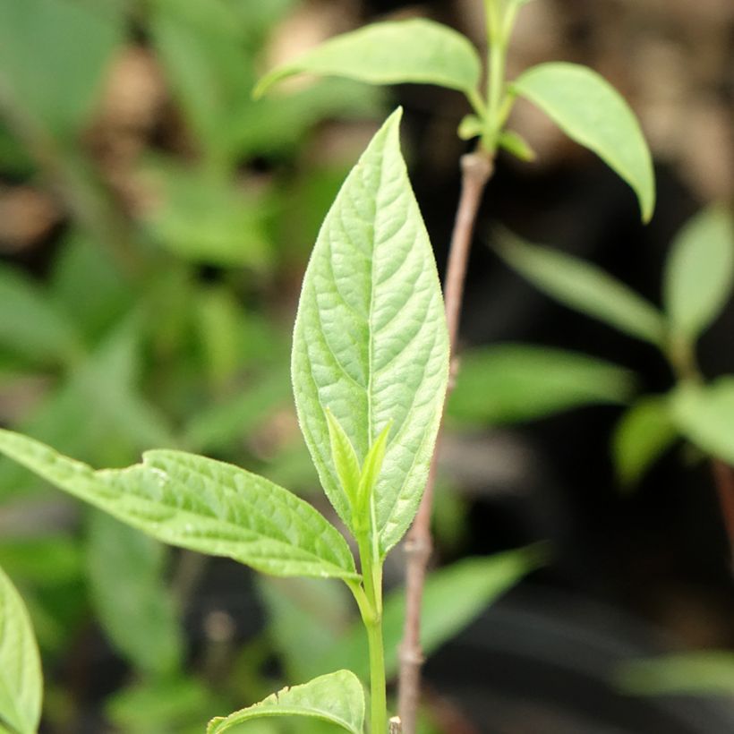 Chimonanthus praecox - Chimonanthe précoce (Feuillage)