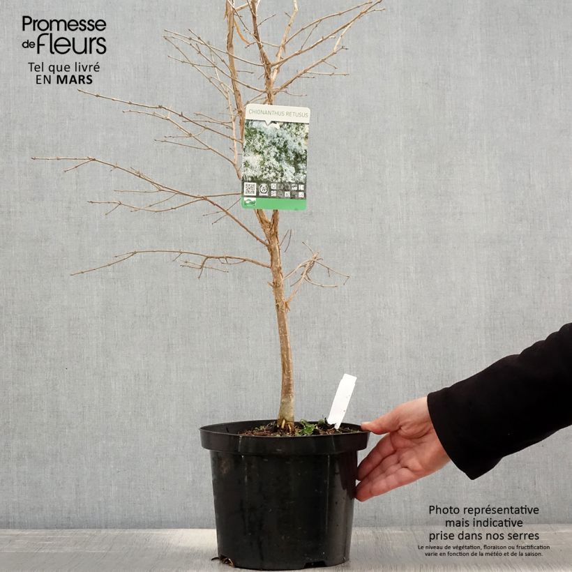 Example of Chionanthus retusus - Arbre de neige Pot de 7,5L/10L as you get in printemps