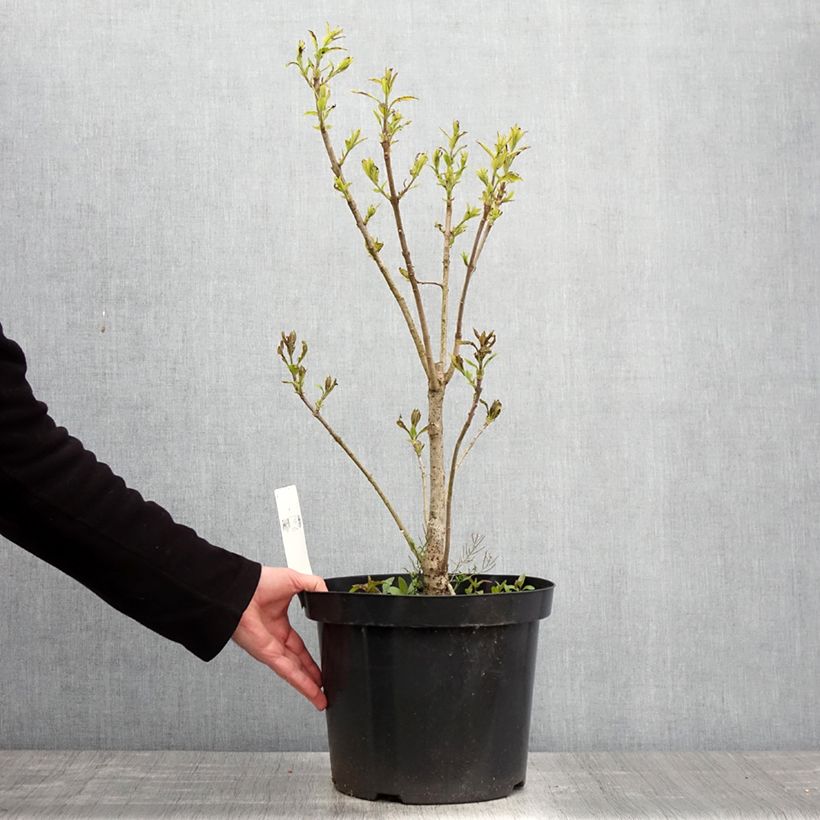 Example of Chionanthus virginicus - Arbre de neige Pot de 4L/5L as you get in printemps