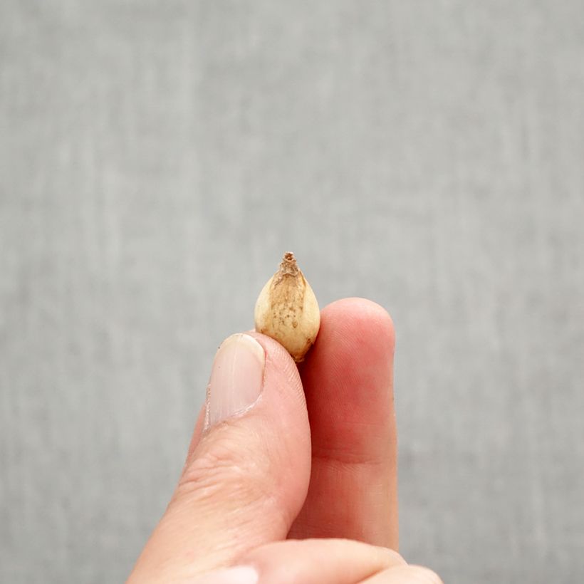 Spécimen de Chionodoxa forbesii - Gloire des Neiges Bulbe calibre 5+ tel que livré au printemps