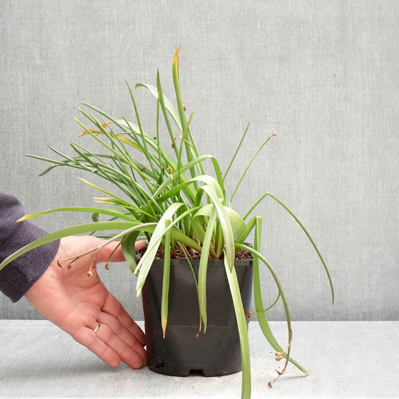 Spécimen de Chionodoxa forbesii Pink Giant Pot de 2L/3L calibre 4/6 tel que livré au printemps