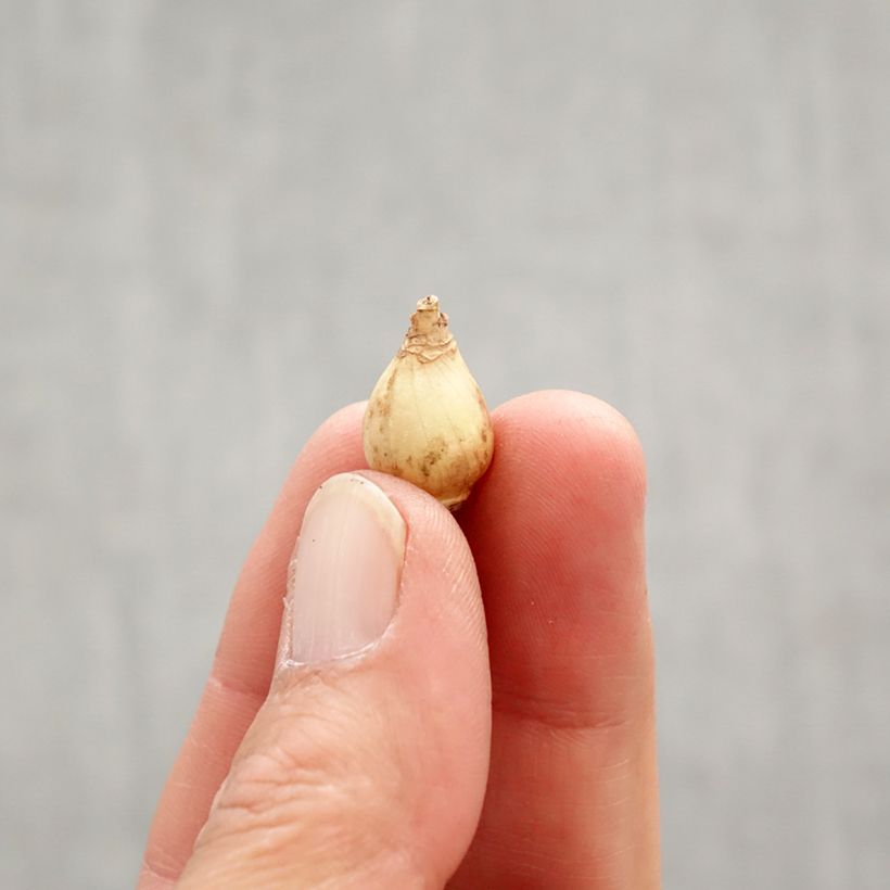 Spécimen de Chionodoxa forbesii Violet Beauty Bulbe calibre 5+ tel que livré au printemps