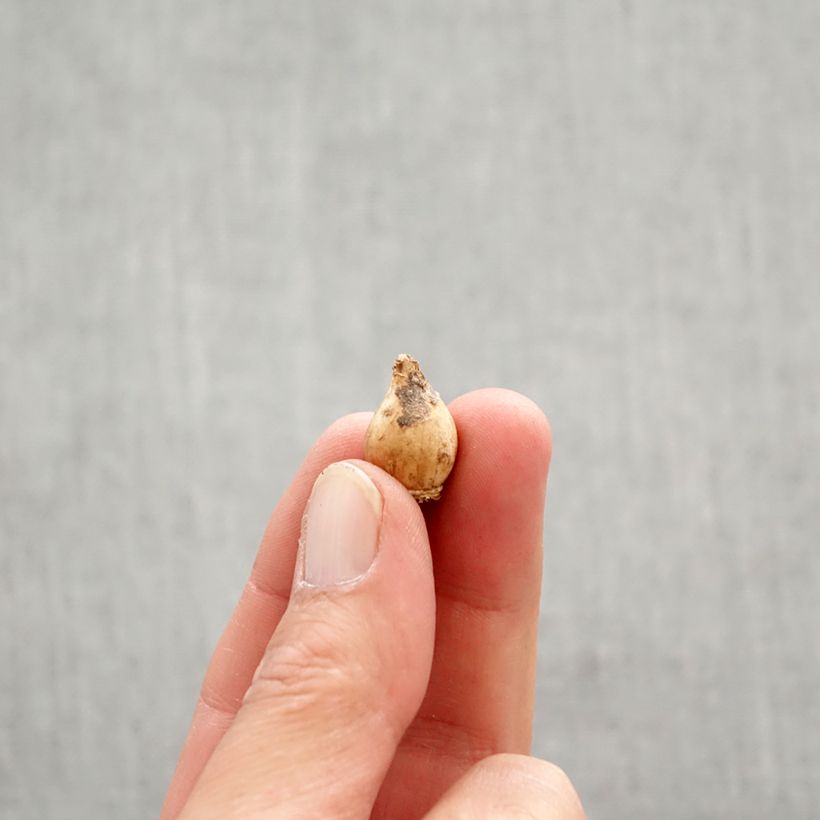 Spécimen de Chionodoxa luciliae Alba Bulbe calibre 5+ tel que livré au printemps