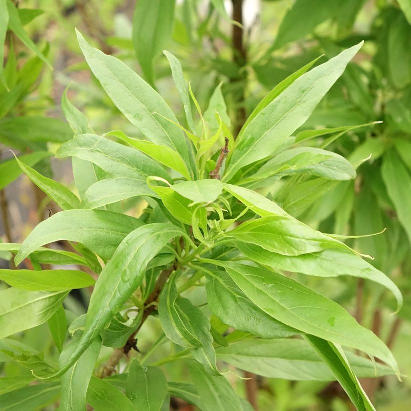 Chitalpa de Taschkent - Chitalpa tashkentensis Pink Dawn (Feuillage)