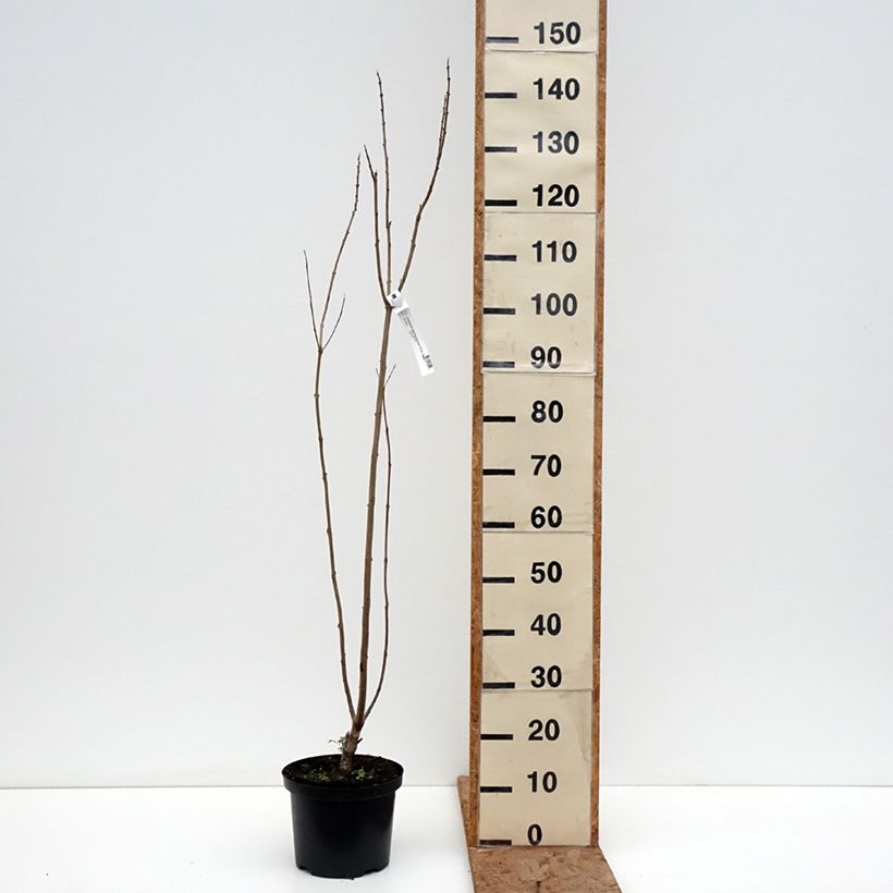 Spécimen de Chitalpa de Taschkent - Chitalpa tashkentensis Pink Dawn Pot de 4L/5L tel que livré en hiver