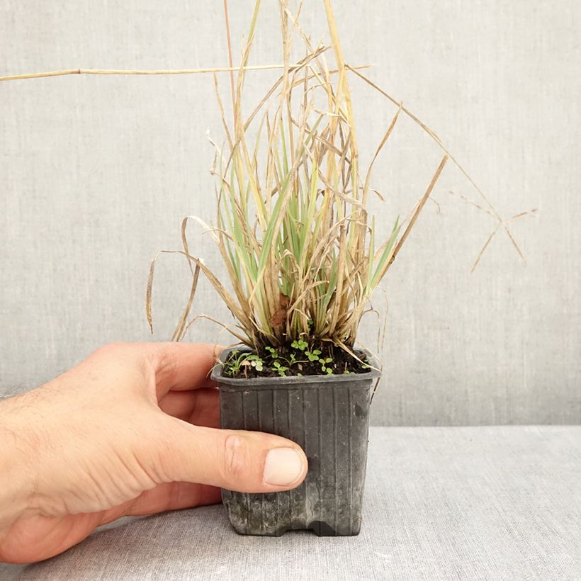 Spécimen de Chloris virgata - Herbe à plumes de Rhodes Godet de 8/9 cm tel que livré en automne