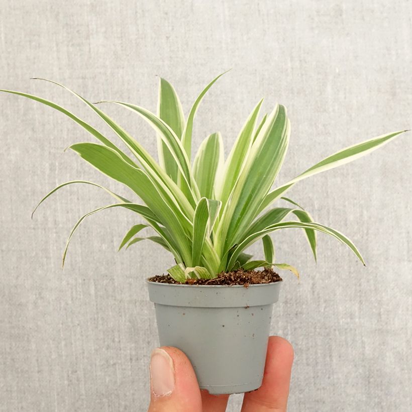 Example of Chlorophytum Irish - Plante araignée  Mini-plante as you get in printemps