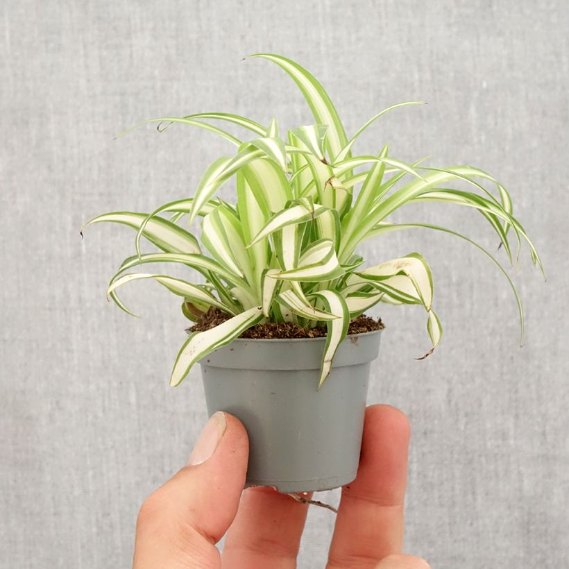 Example of Chlorophytum Variegatum - Plante araignée panachée Mini-plante as you get in printemps