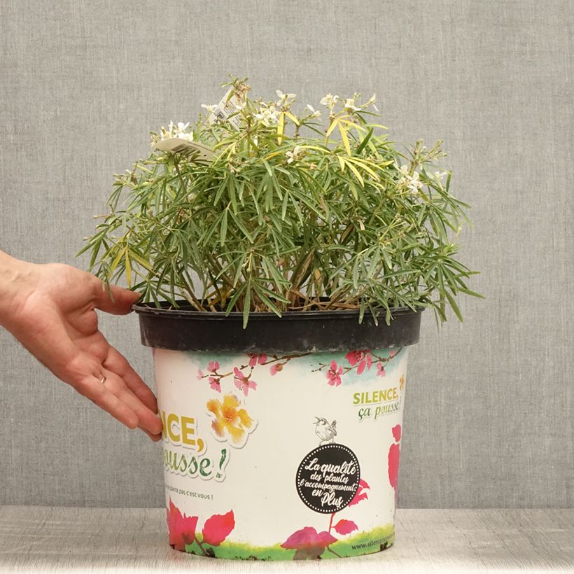 Spécimen de Choisya Little Bee - Oranger du Mexique Pot de 3L/4L tel que livré en été