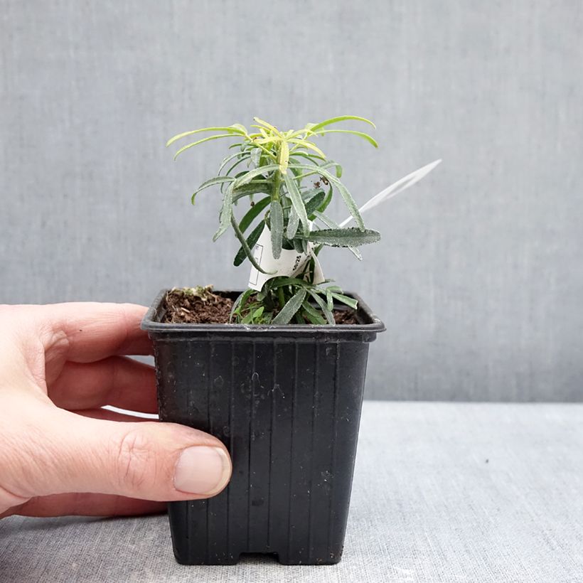 Example of Choisya Little Honey Bee - Oranger du Mexique Godet de 8/9 cm as you get in hiver