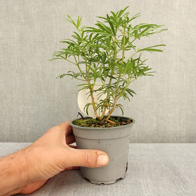 Spécimen de Choisya White Dazzler - Oranger du Mexique nain Pot de 12 cm / 13 cm tel que livré en été