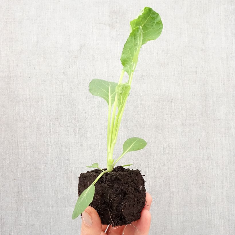 Spécimen de Chou de Bruxelles Bright F1 en plants Mini-motte Ø 3/4 cm, Livré en hauteur de 5 à 10 cm tel que livré au printemps