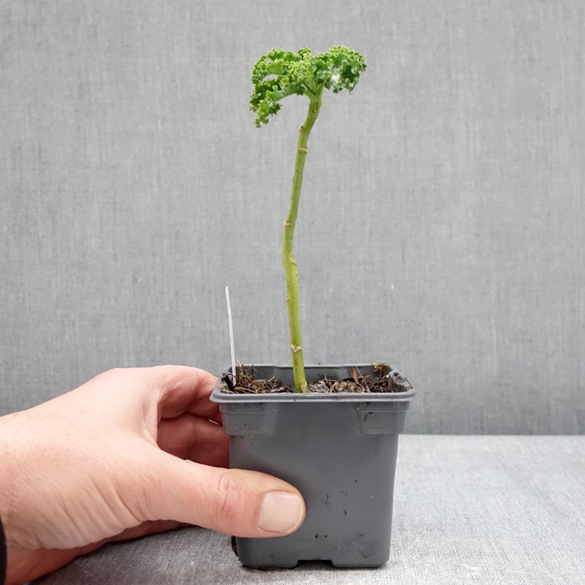 Example of Chou frisé Winterbor en plant - Chou kale Godet de 8/9 cm as you get in hiver