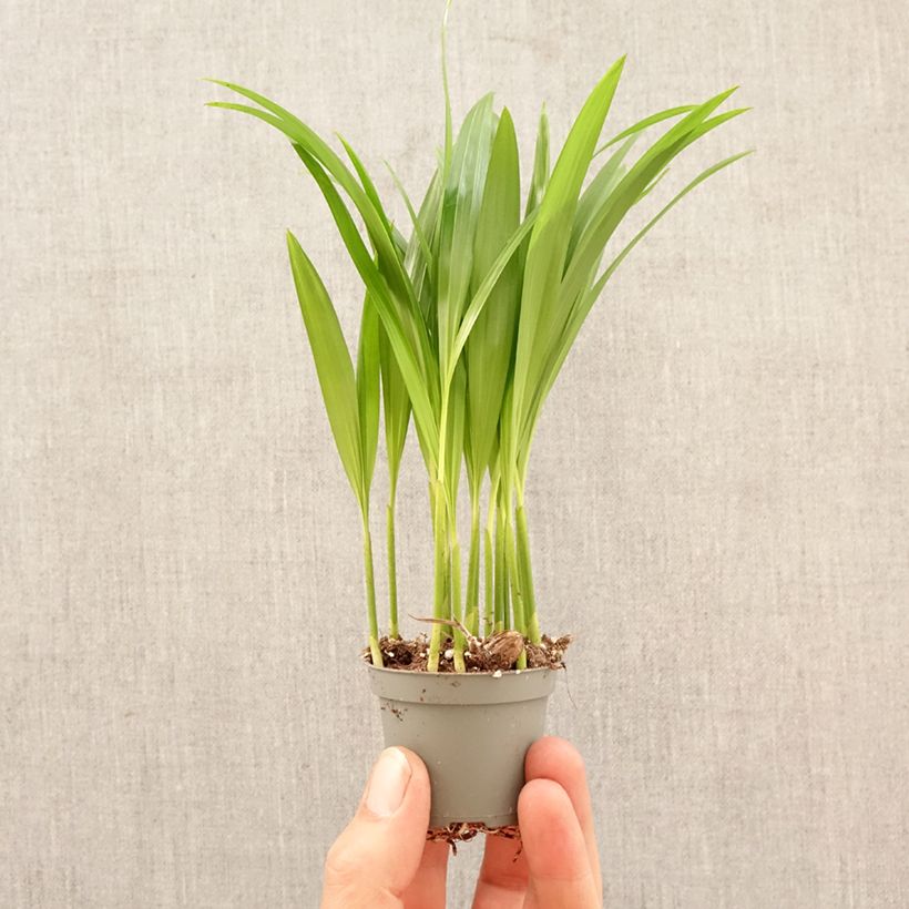 Spécimen de Chrysalidocarpus lutescens - Aréca des fleuristes Mini-plante tel que livré au printemps