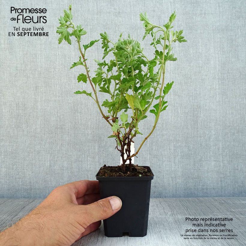 Example of Chrysanthème des jardins Anastasia - Dendranthema x indicum Godet de 8/9 cm as you get in automne