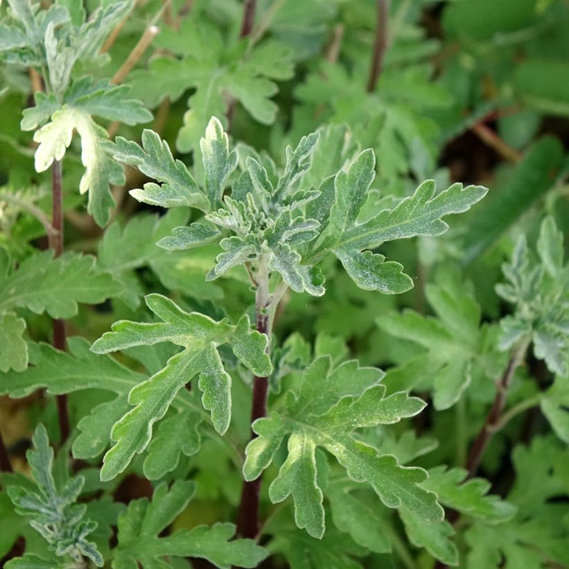 Chrysanthème des jardins Bienchen - Chrysanthemum indicum (Feuillage)