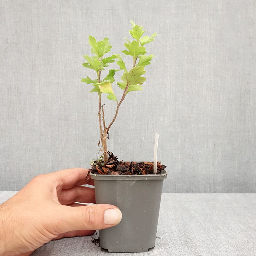 Spécimen de Chrysanthème des jardins Cedie Mason - Chrysanthemum (x) indicum Godet de 8/9 cm tel que livré en été