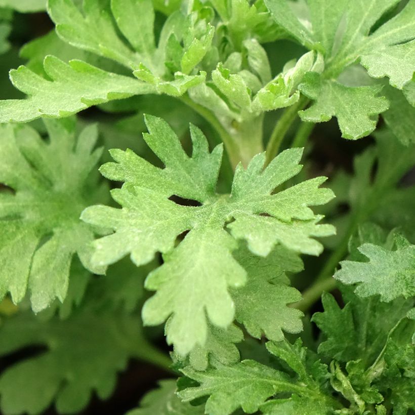 Chrysanthème des jardins Cedie Mason - Chrysanthemum (x) indicum (Feuillage)