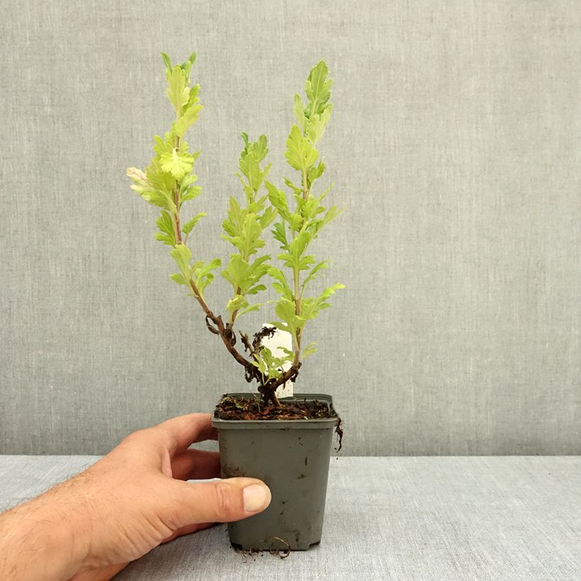 Spécimen de Chrysanthème des jardins Goldmarianne - Chrysanthemum indicum Godet de 8/9 cm tel que livré en été