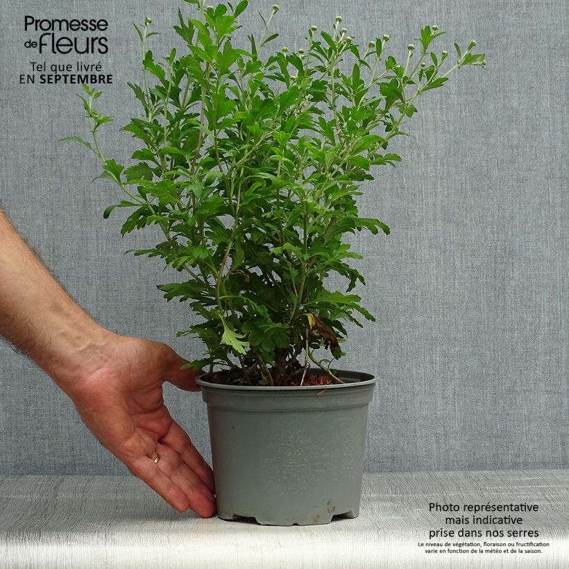 Spécimen de Chrysanthème des jardins Hebe - Chrysanthemum koreanum Pot de 2L/3L tel que livré en automne
