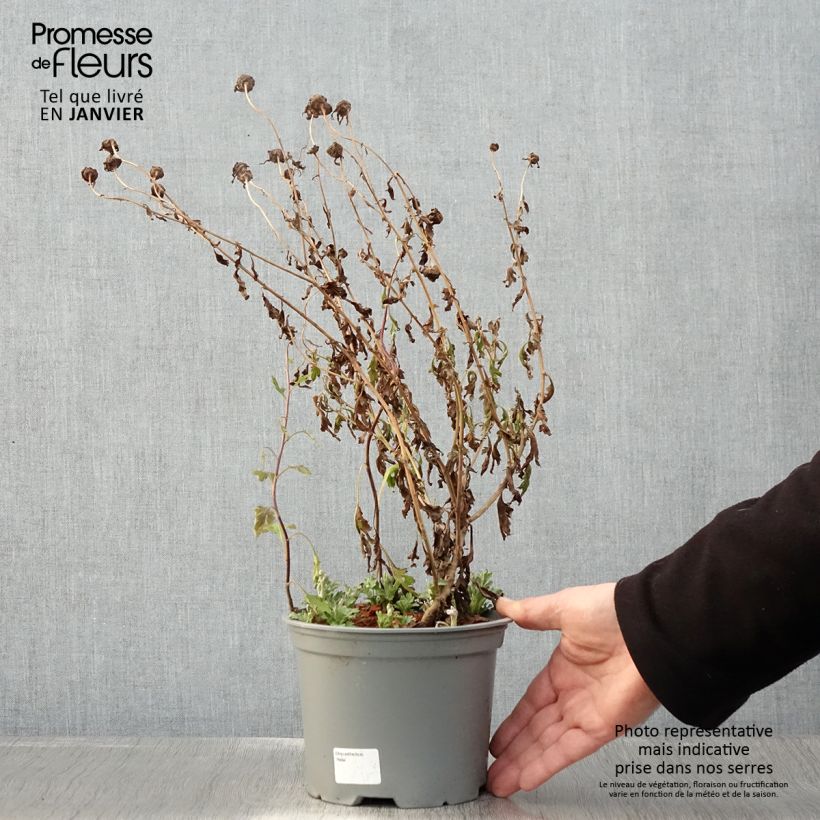 Spécimen de Chrysanthème des jardins Hebe - Chrysanthemum koreanum Pot de 2L/3L tel que livré en hiver