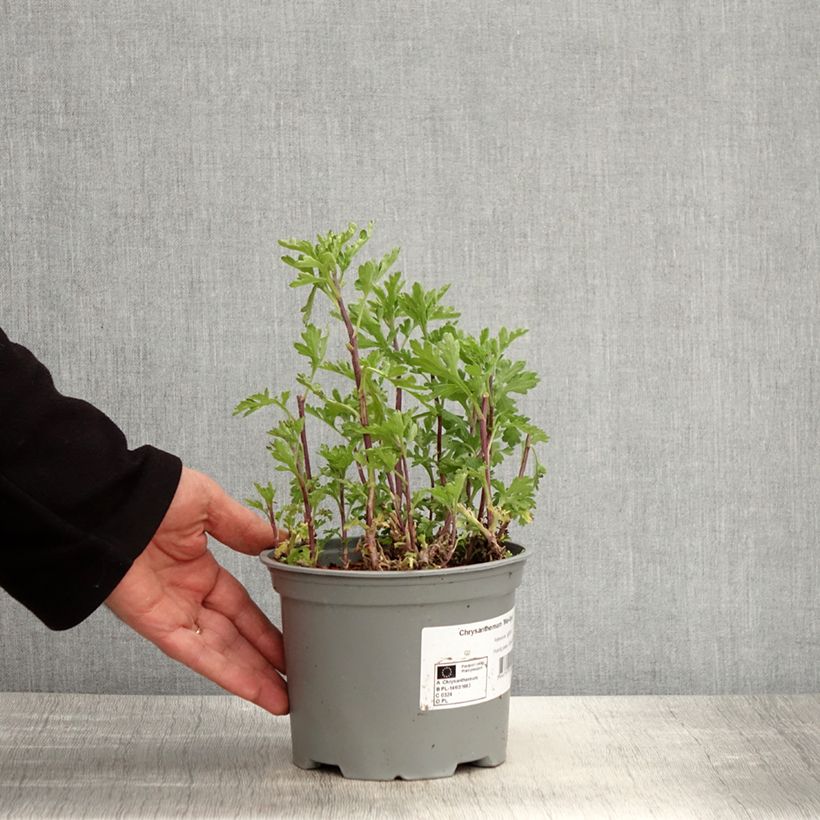 Example of Chrysanthème des jardins Mei Kyo - Chrysanthemum indicum Pot de 2L/3L as you get in printemps