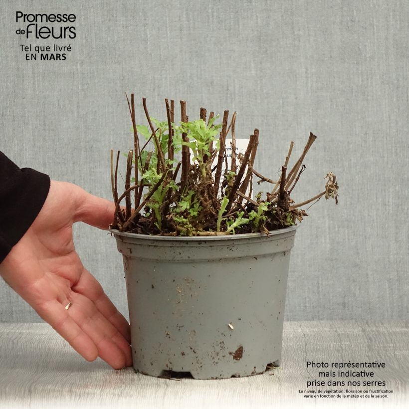 Example of Chrysanthème des jardins Nantyderry Sunshine - Chrysanthemum Pot de 2L/3L as you get in printemps