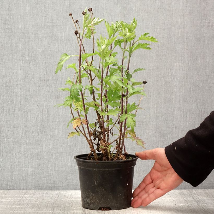 Example of Chrysanthème des jardins Oury - Chrysanthemum indicum Pot de 2L/3L as you get in printemps