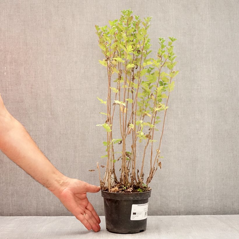 Spécimen de Chrysanthème des jardins Rehauge - Chrysanthemum indicum Pot de 2L/3L tel que livré en été