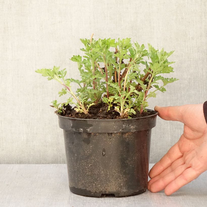 Example of Chrysanthème des jardins Rotes Julchen - Chrysanthemum  Pot de 2L/3L as you get in printemps