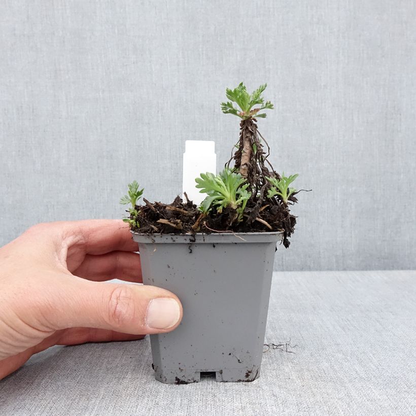 Spécimen de Chrysanthemum arcticum Roseum, Marguerite Godet de 8/9 cm tel que livré au printemps