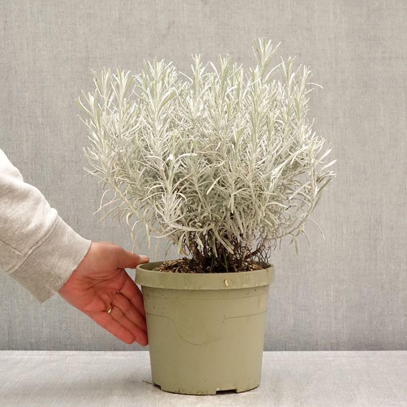 Spécimen de Chrysocephalum apiculatum Korma - Immortelle  Pot de 3L/4L tel que livré au printemps