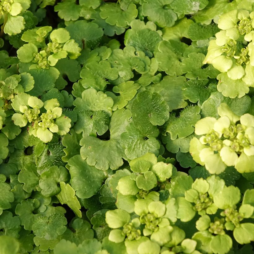 Chrysosplenium alternifolium - Dorine à feuilles alternes, Cresson doré, Cresson de rocher (Feuillage)