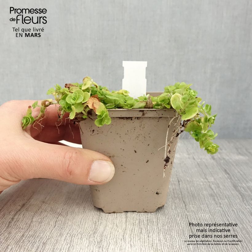 Spécimen de Chrysosplenium oppositifolium, Dorine Godet de 8/9 cm tel que livré au printemps