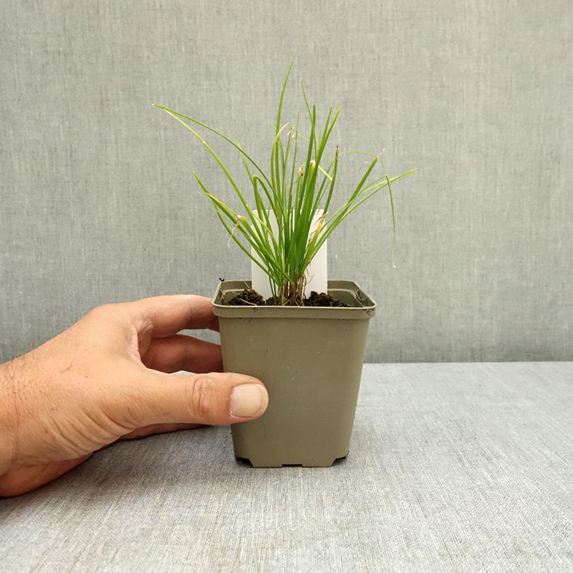 Spécimen de Ciboulail - Ciboule de Chine en plants Godet de 8/9 cm tel que livré en été