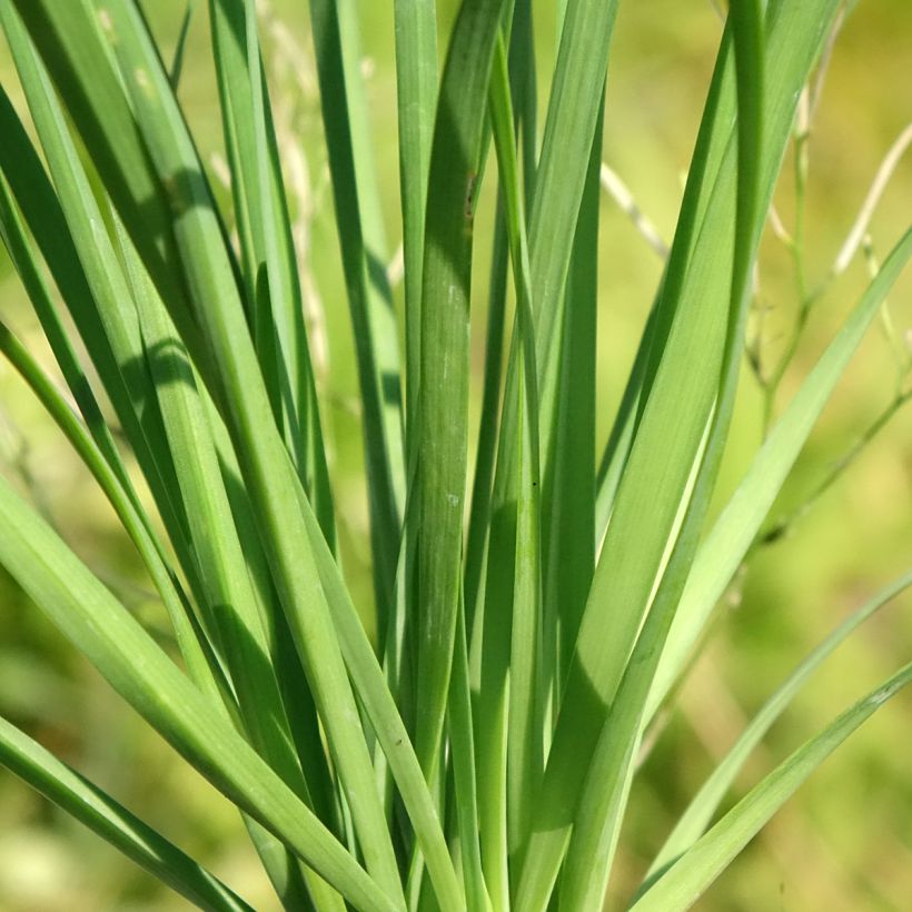 Ciboulail - Ciboule de Chine en plants (Feuillage)