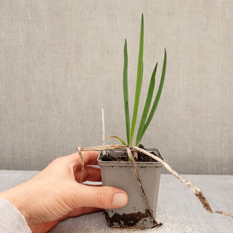 Spécimen de Ciboule ou Cive - Allium fistulosum Godet de 8/9 cm calibre I tel que livré en hiver