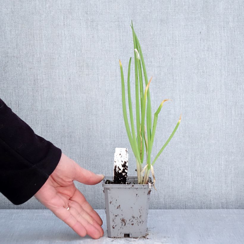 Spécimen de Ciboule ou Cive - Allium fistulosum Godet de 8/9 cm calibre I tel que livré au printemps
