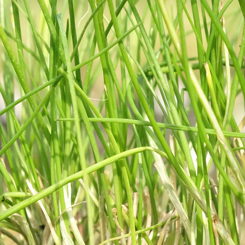 Ciboulette - Allium schoenoprasum Corsican White (Feuillage)