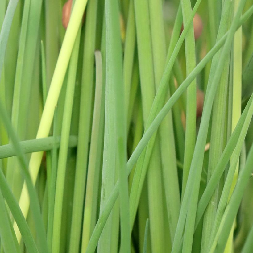 Ciboulette - Civette en plant BIO (Feuillage)